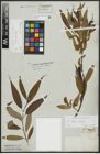 Foto von Salix alba L. x Salix fragilis L.